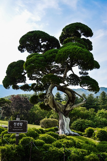 树木盆景园林植物自然