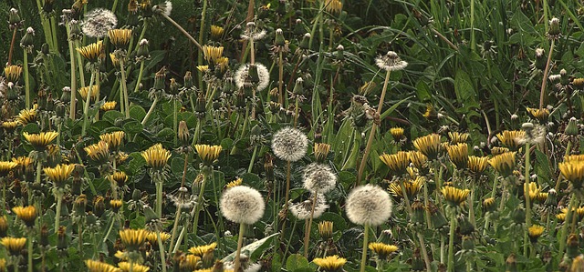 花田蒲公英盛开