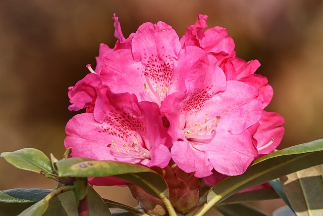 杜鹃花