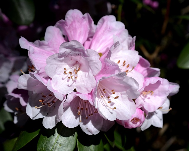 杜鹃花春花