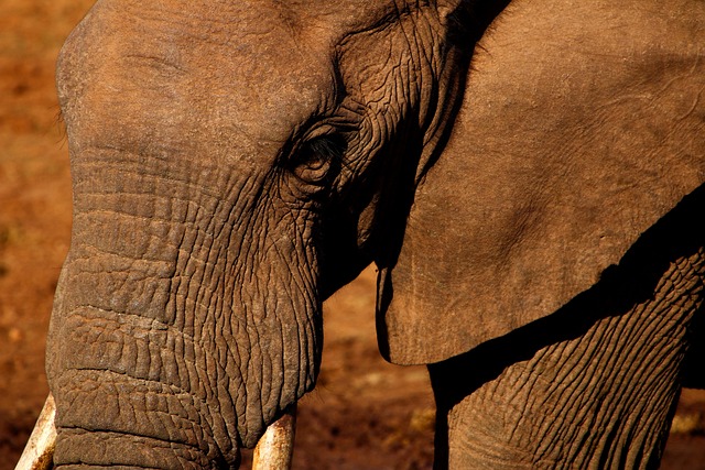 南非棕色大象狩猎
