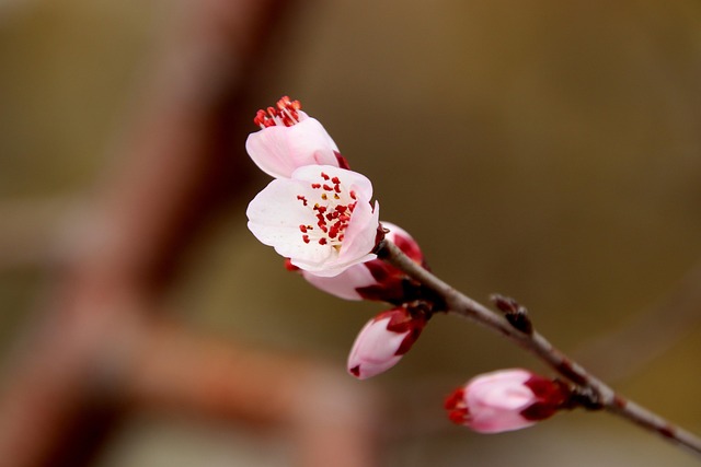 桃花枝树