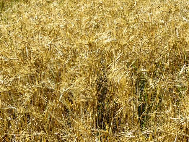 大麦-大麦田谷类植物