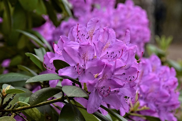 杜鹃花盛开春天
