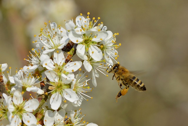 蜜蜂蜜蜂黑刺花