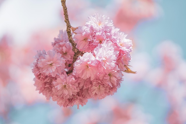 樱花樱花