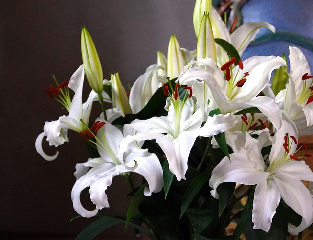百合花盛开自然
