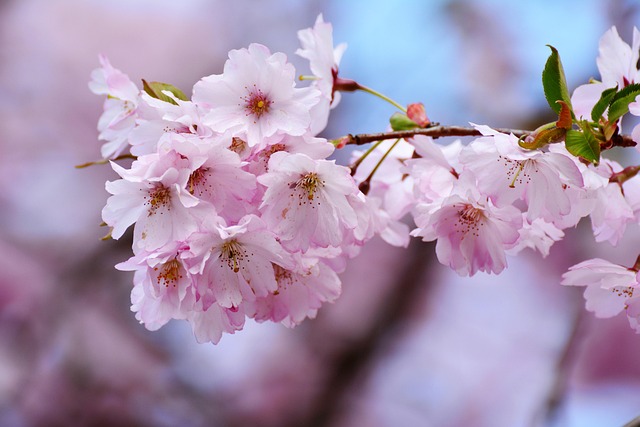 樱花日本樱花