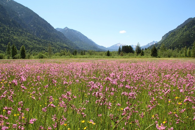 田野草地粉红色的花