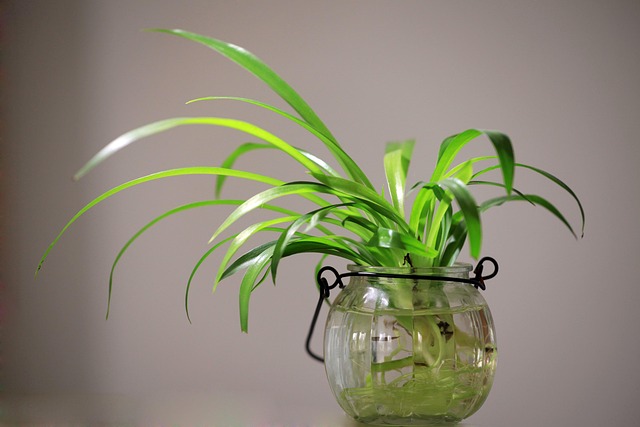 盆栽绿色植物