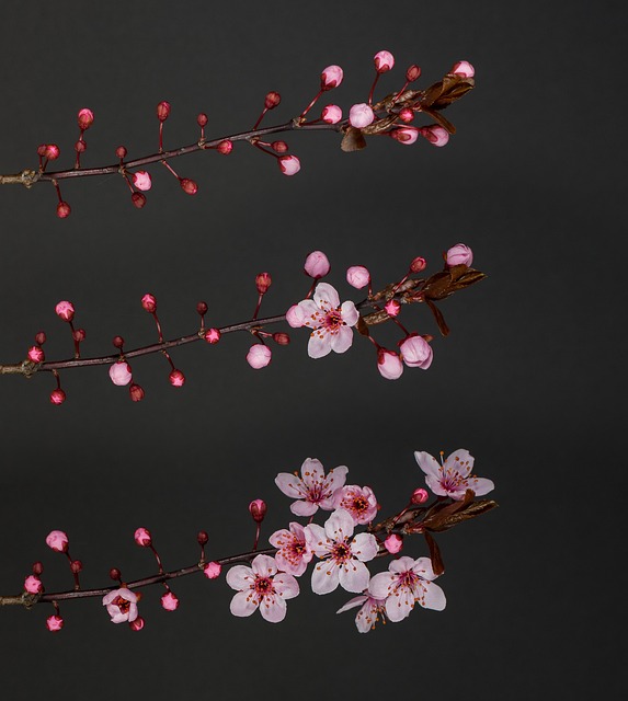 梅花枝