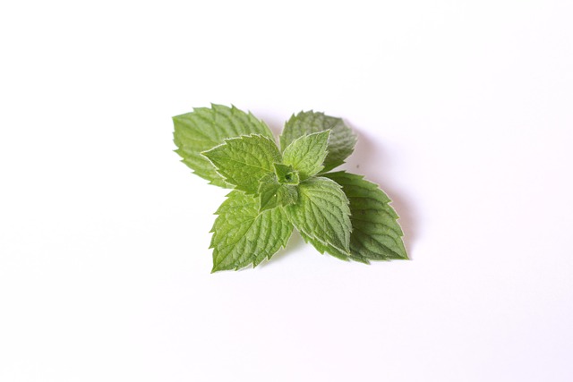 薄荷食品茶绿茶
