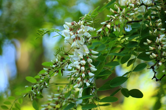 相思树春天五月开花