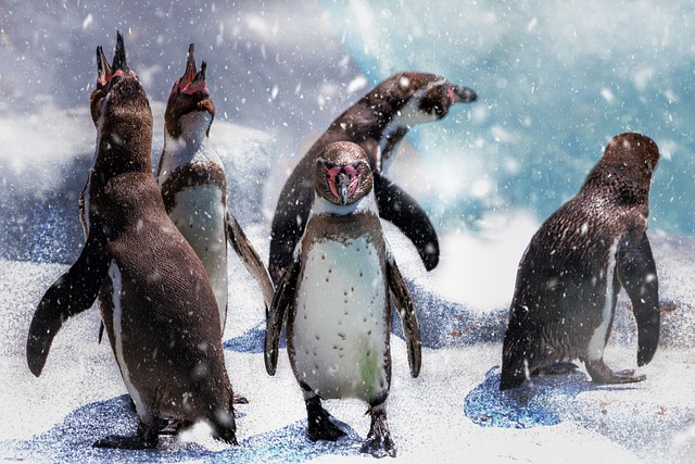 企鹅鸟下雪