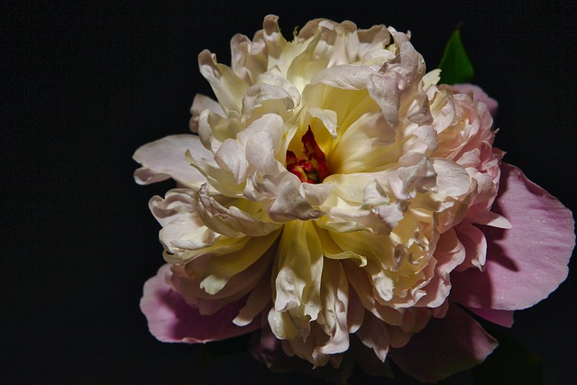 牡丹黑自然开花