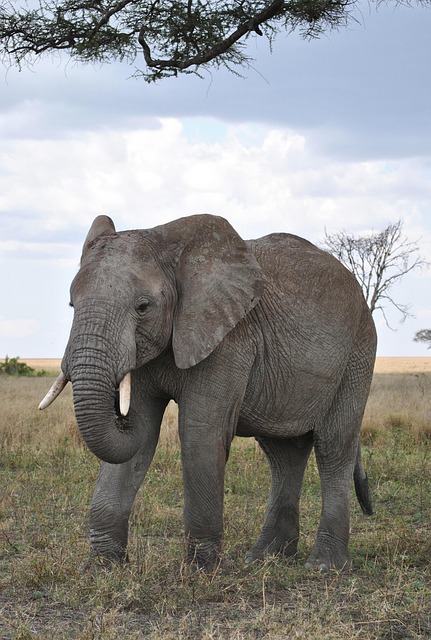 非洲坦桑尼亚国家公园