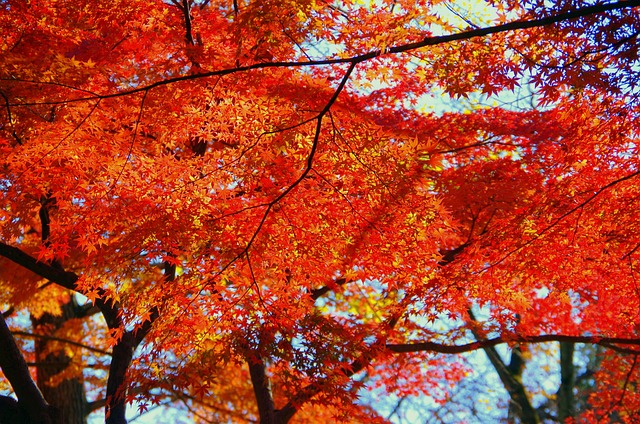 枫秋叶日本
