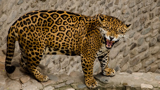 美洲虎动物园野生哺乳动物