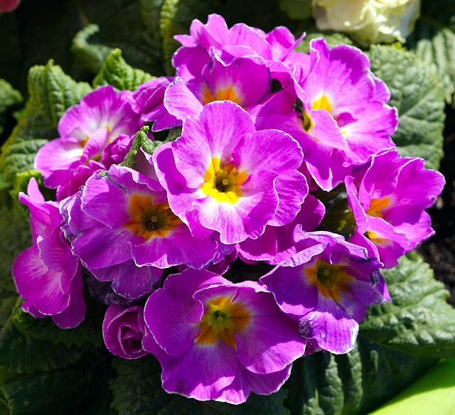 春花报春花