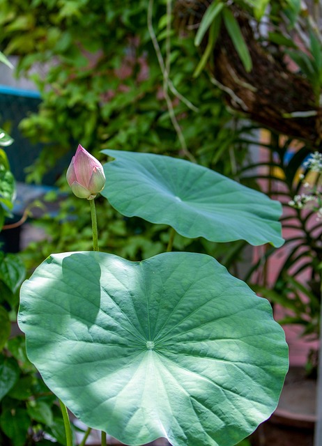 莲藕花叶植物