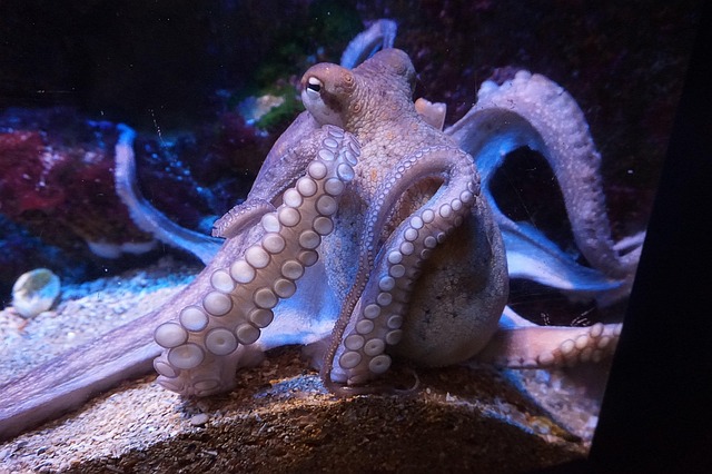 鱿鱼水族馆海洋动物章鱼
