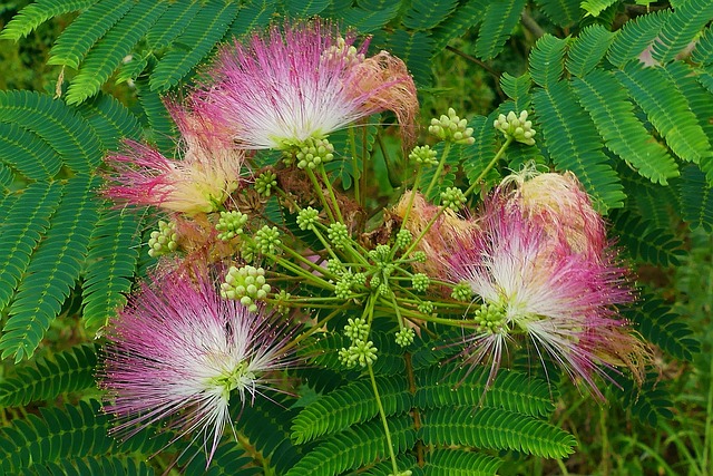 含羞草粉红色的树开花
