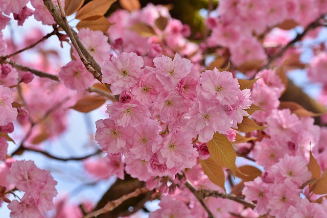 樱花樱花