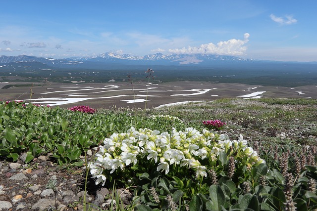 杜鹃花火山