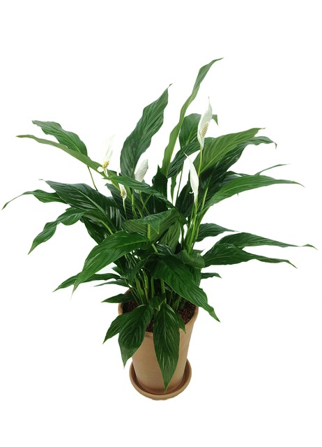 植物空气净化器