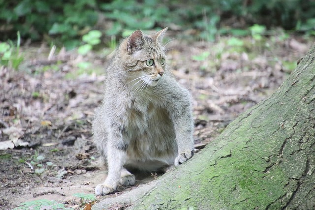 猫哺乳动物动物野猫流浪
