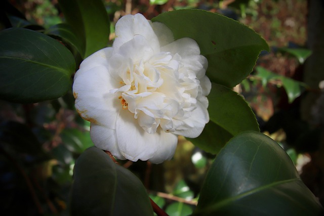山茶花白色