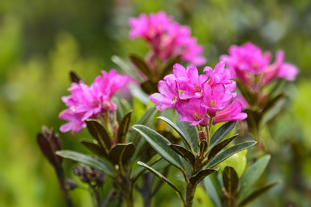 高山玫瑰杜鹃花