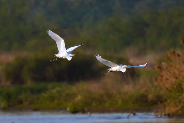 普通苍鹭新鸟类动物