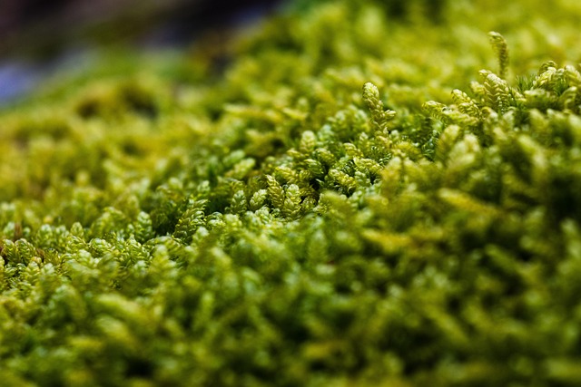 绿色森林宏观自然植物区系