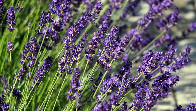 薰衣草蓝花盛开