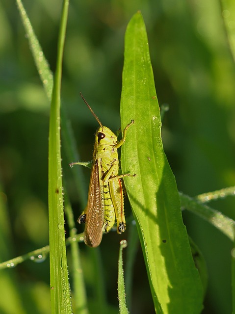蚱蜢昆虫自然特写