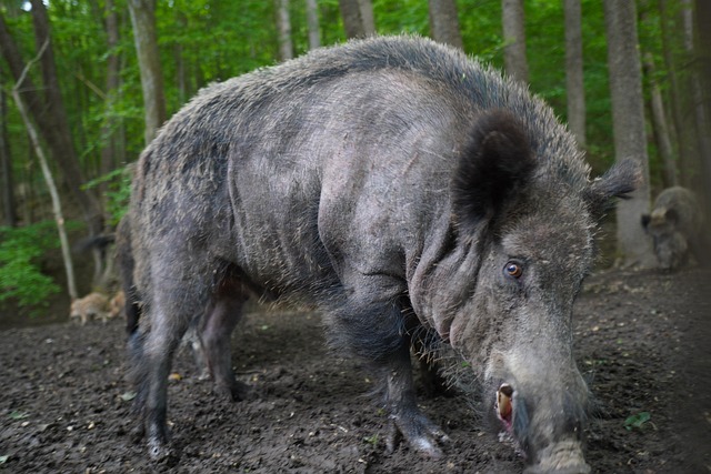 野猪猪给动物播种