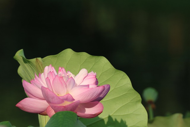 荷花植物学开花