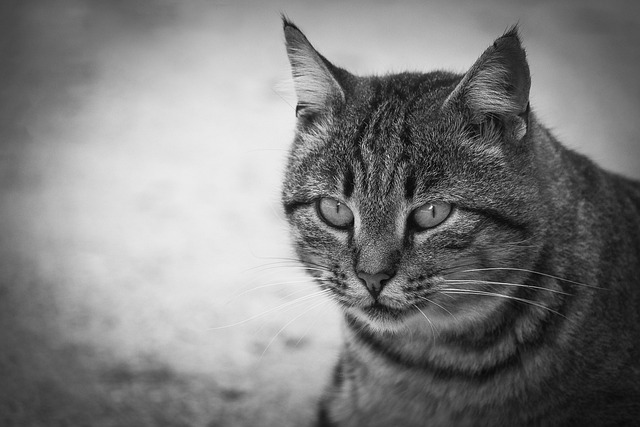 猫哺乳动物老虎可爱