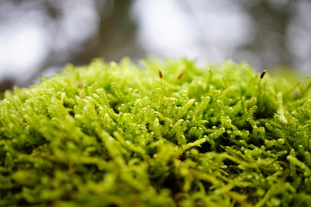 苔藓林自然绿特写