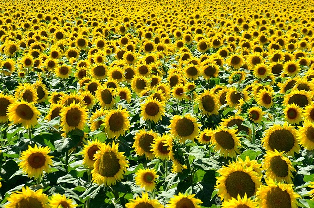 匈牙利夏日阳光向日葵