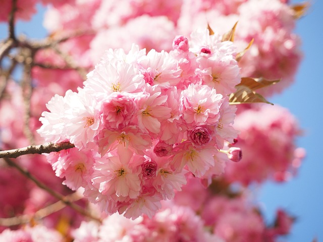 樱花日本樱花味
