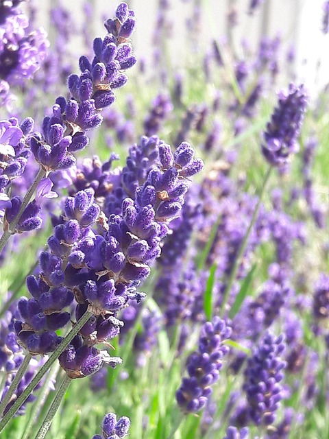 春天薰衣草盛开