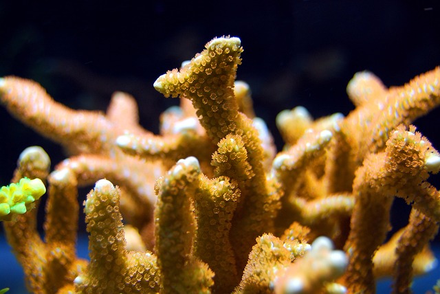 珊瑚礁海水下海洋