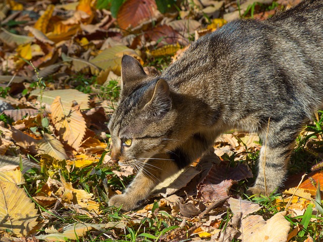 猫猫宠物动物条纹