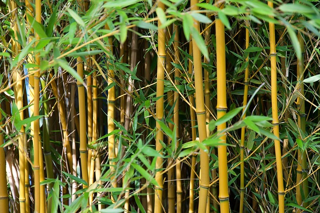 竹子植物自然植物学