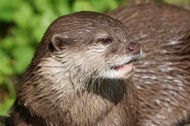 水獭动物哺乳动物头部