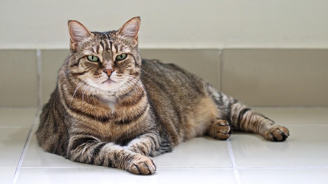 猫动物猫毛皮宠物哺乳动物