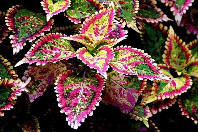 coleus叶子植物群性质