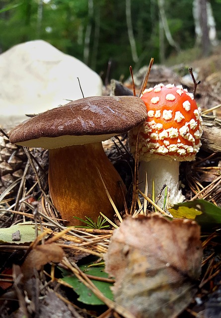 蘑菇毒蕈秋季森林